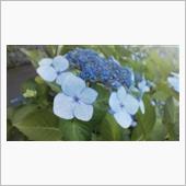 父の日と紫陽花巡り