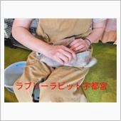 ラブリーラビット宇都宮へ〜