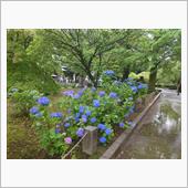 花しぐれ☆高田みづえ