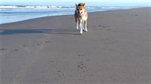 初めて見る　砂浜！
