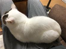 今日のまゆげ😺寒いニャ〜💦俺の毛を返してくれニャ〜💢