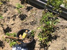 植樹ボランティアに行ってきたよ
