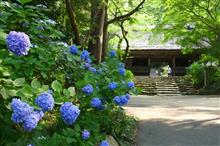2024/6/16　阿弥陀寺で紫陽花を見てからサルワーレでランチ