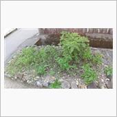雑草がねぇ。