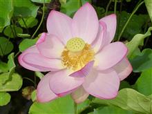 土佐市で花(ハスとヒマワリ)を愛で野見湾を見て春野で温泉に入ってマッタリして来ましたぁ〜😍