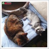 たまには『猫』　うちのカワイ ...