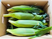 美味しい頂き物🌽