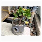 植鉢 ピストンが植木鉢