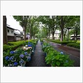 府中郷土の森　雨のあじさいま ...