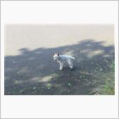 🐶忍びが通る日陰道🐶