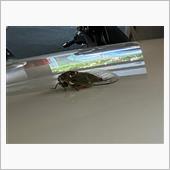 梅雨明け