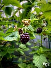蒸し暑い火曜日の朝