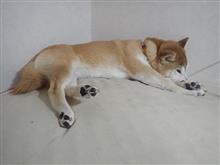 毎月　26日　マダニとフェラリアのお薬の日