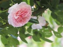 MAZDA2くん2周年 と 花の森 .*