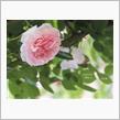 MAZDA2くん2周年 と 花の森 .*