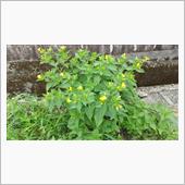 花は咲けど朝しか見られない。