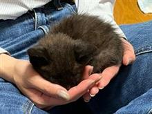 にゃんカラ　預かりぬこ