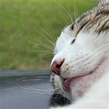 らぁめんの好みはそれぞれ。。