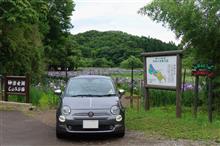 2024/6/23　神楽女湖で花菖蒲を見て志高湖で紫陽花と可愛い白鳥の赤ちゃんを