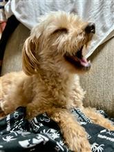 愛犬と出逢って11年🐶