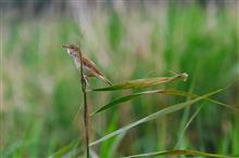 川越の伊佐沼でオオヨシキリなど