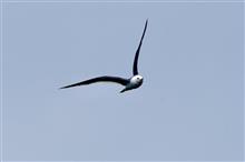 海鳥たち、、、、❓
