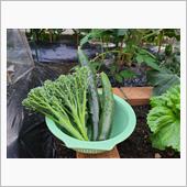小さな菜園2024-5【ステ ...