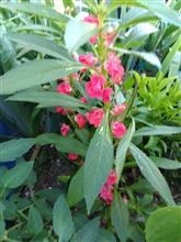 鳳仙花、向日葵咲きました(7/7)