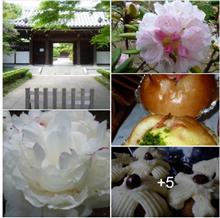 梅雨の時期に楽しめる　ご近所巡り　アニメと七夕＆苔と　☔🌺