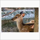 もも旅🍑からの、奈良公園! ...