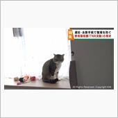 我が家のスター