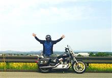 Be a harley rider ! Enjoy yellow sunflowers in full bloom in the  rainy season @ 兵庫・小野ひまわりの丘公園