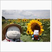 夏を楽しむ