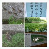 梅雨の散歩道　雨と犬とヘイケ ...