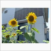 雑記 7/14～15 ダイジ ...