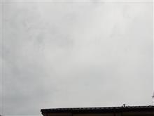 ７月１７日　スッキリしない天気が続く水曜日、おはよ～♪