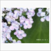紫陽花いろいろ .*+