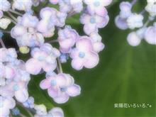 紫陽花いろいろ .*+