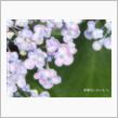 紫陽花いろいろ .*+
