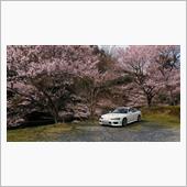 桜を見に行く！
