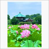上野不忍池のハスが見頃