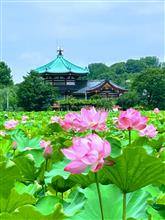 上野不忍池のハスが見頃