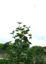 今日も３６度超えの予報です〰️！
