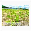 ＜丹波の黒豆＞　定植から1ヶ月