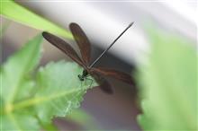 2024 暑中お見舞い　～ 夏の花とともに ～