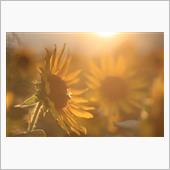 ひまわり🌻