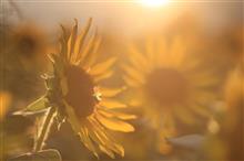 ひまわり🌻