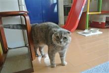 〔ねこ〕レミ８才になりました！