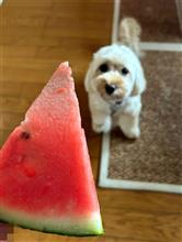 犬馬鹿コントその②：ルナとスイカ