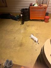 ガレージはねこのもの
